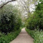 Apple Blossom Rennys Lane taken in June 2013