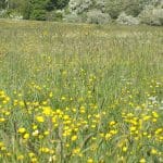 Buttercups Large Meadow 01