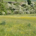 Buttercups Large Meadow 02