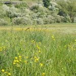 Buttercups Large Meadow