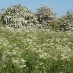 Carpet of Cow Parsley