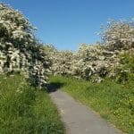 Hawthorn in full bloom 01