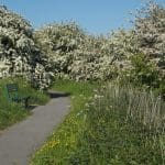 Hawthorn in full bloom 02