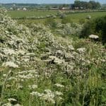 Scrambles Summer Hedgerow