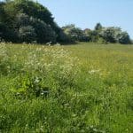 Small Meadow