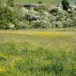 Wildflowers Large Meadow 01