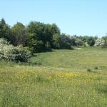 Wildflowers Large Meadow 02