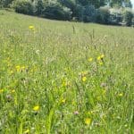 Wildflowers Small Meadow