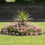 Fellside Gardens Flowers