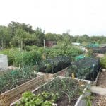 Belmont Allotments 8