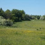Belmont Scrambles 5